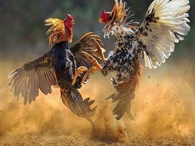 Các trận đấu đá gà có âm thanh hình ảnh sắc nét