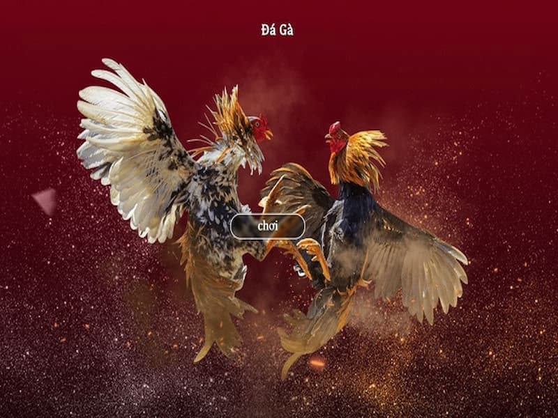 Các trận đấu gà thuộc những giải đấu lớn đều được cập nhật